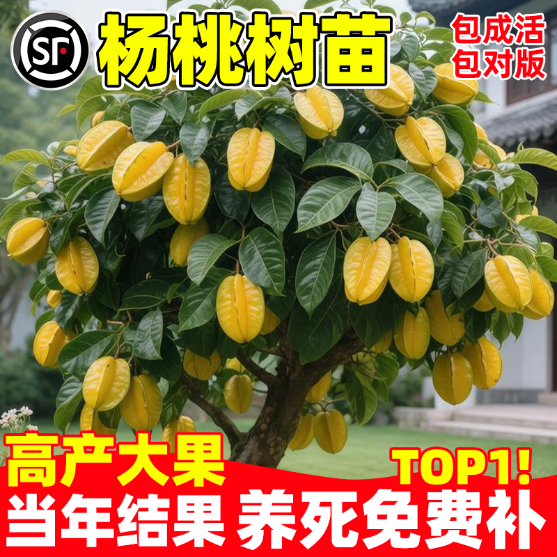 杨桃树苗嫁接特大脆甜无渣四季