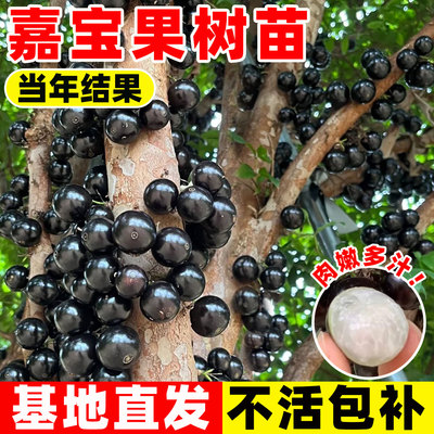 树葡萄嘉宝果苗树水果树果苗盆