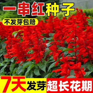 正宗矮一串红种子矮串红高串红春秋开花种籽易种活耐寒串串红花卉