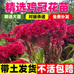 鸡冠花盆栽花苗带花室内阳台庭院耐寒耐热四季好养花卉植物花期长