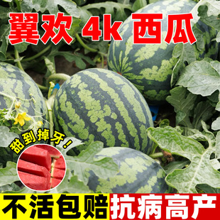 4k西瓜种子薄皮沙瓤椭圆形礼品小西瓜种籽吊瓜甜度高不裂瓜四季种