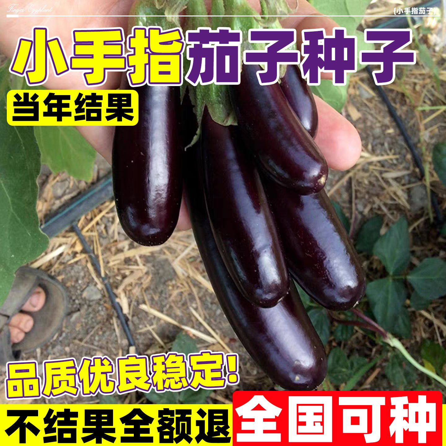 小手指茄子种子种苗纤长指形紫茄奶油白肉早熟型丰产庭院蔬菜种籽