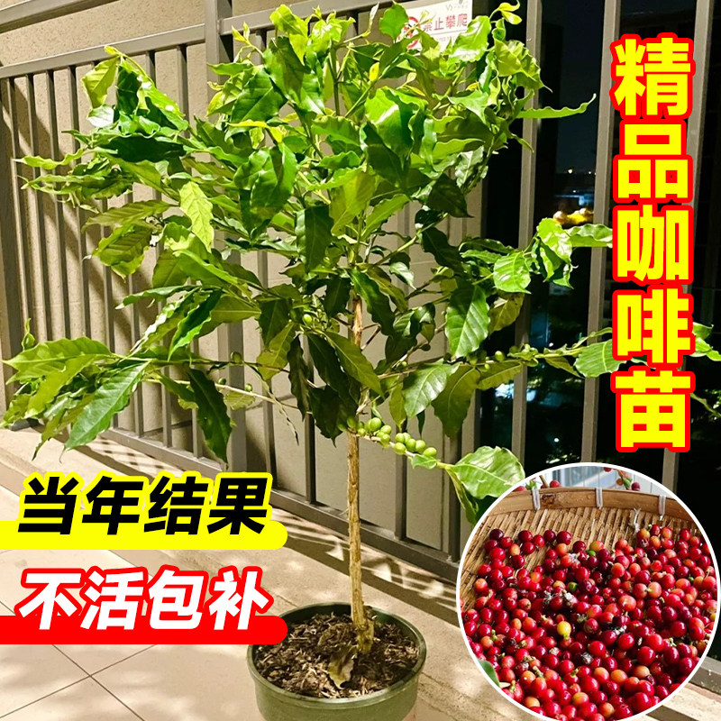 咖啡苗盆栽瑰夏云南咖啡树苗室内外阳台庭院南方北方四季种植果苗