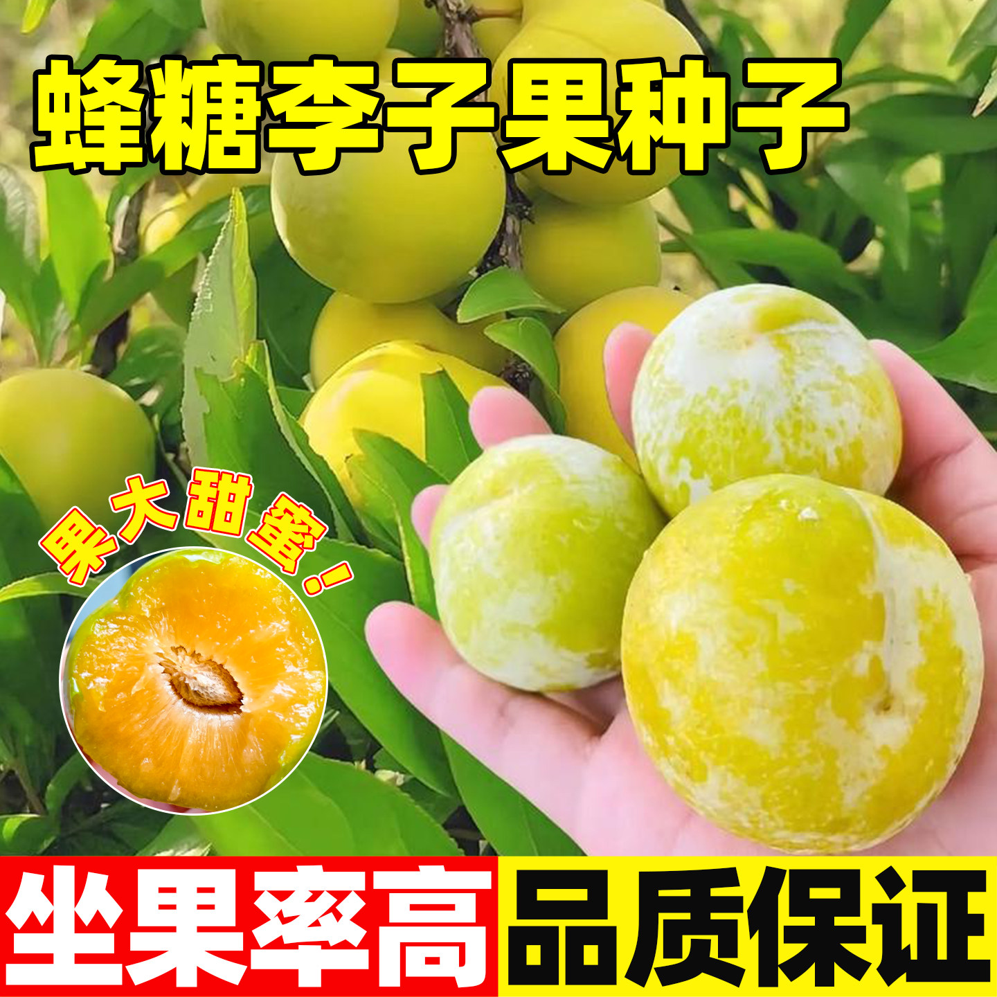 蜂糖李子果种子混色大李子四季播南北方种植易活盆栽地栽当年结果