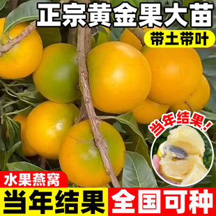黄晶果树果苗嫁接当年结果黄金果苗久蜜冬蜜早熟盆栽四季南北方种