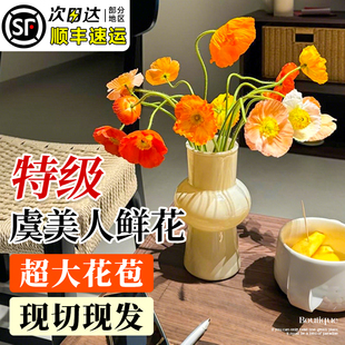 虞美人鲜花鲜切花云南基地直发家用插花顺丰次日达室内花卉真花材