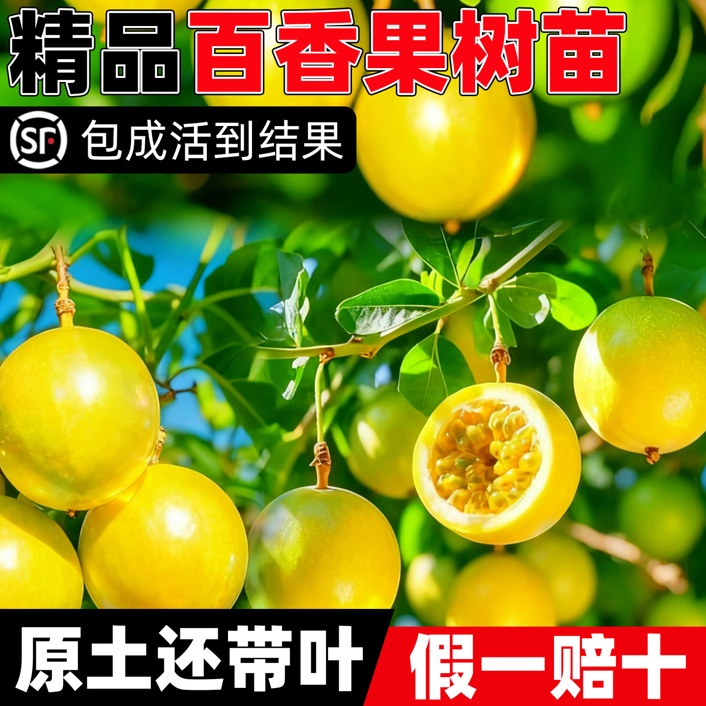 百香果树果苗广西纯甜图片