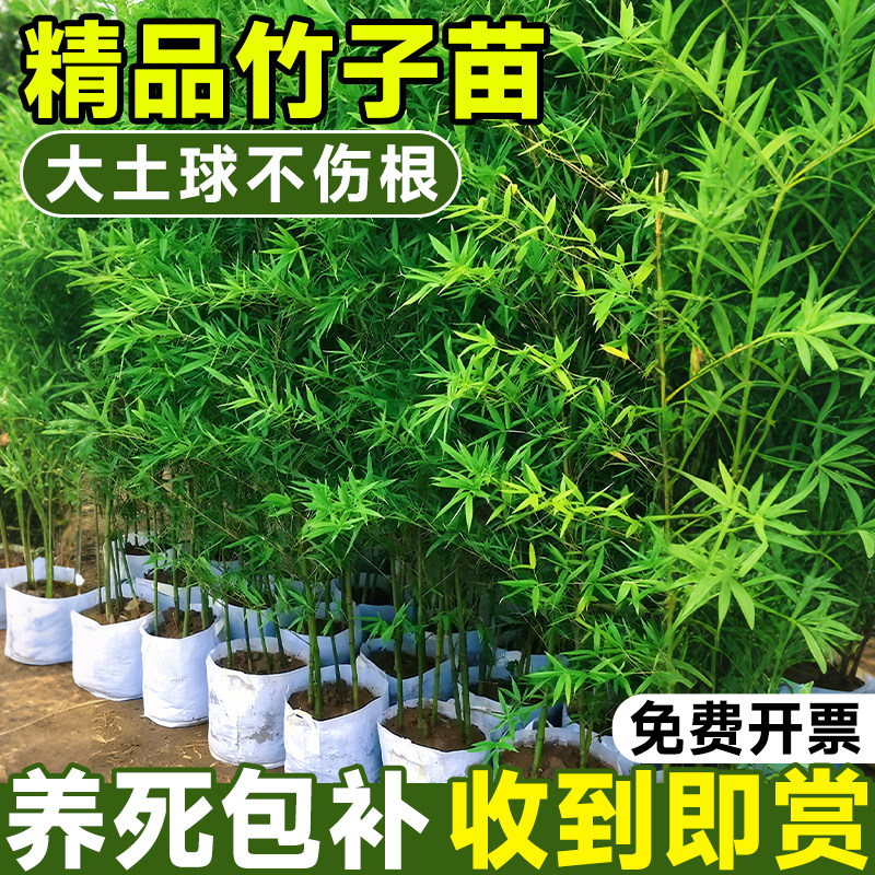 青竹子苗庭院室外阳台四季常青植物盆栽青竹黄金竹紫竹耐寒带土球