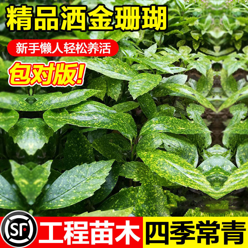 洒金珊瑚树苗四季常绿彩叶灌木图片