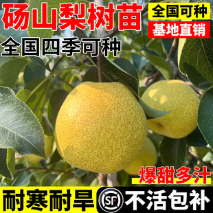 嫁接砀山酥梨苗耐寒南北方种植早熟盆栽当年结果特大梨树果苗活苗