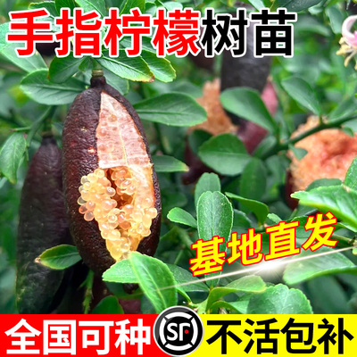 手指柠檬树苗带果老桩树苗客厅