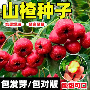 新品山楂种子室外田地高产早熟种子山楂树四季种植易活苗种子大全