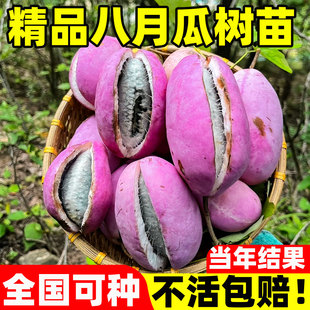 无籽八月瓜树苗大苗八月炸果树苗野果水果苗盆栽南方庭院四季种植