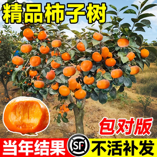 柿子树果苗特大号庭院嫁接苗盆栽南北方四季耐寒矮化老桩甜脆树苗