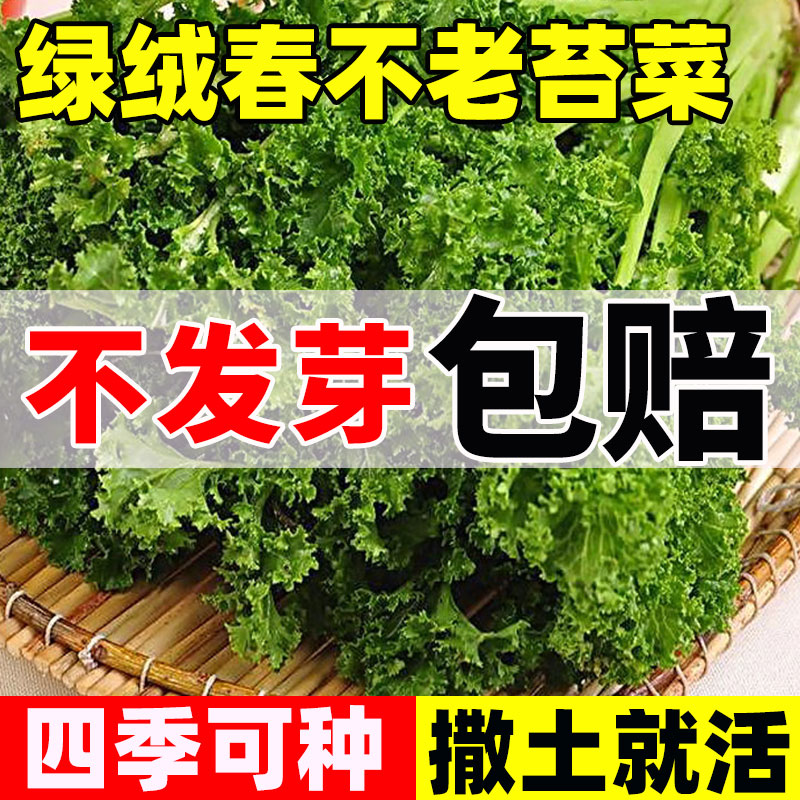 绿绒春不老苔菜种籽四季种植易成