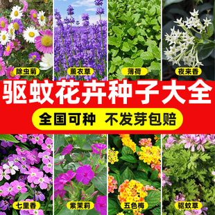 驱蚊草花种子大全四季种植易成活苗除虫菊夜来香薰衣草薄荷花种籽