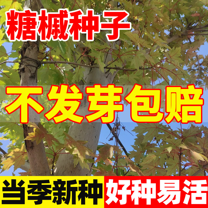糖槭种子鸡爪槭种孑四季种植庭院绿化山造护坡花卉复叶血皮槭种籽
