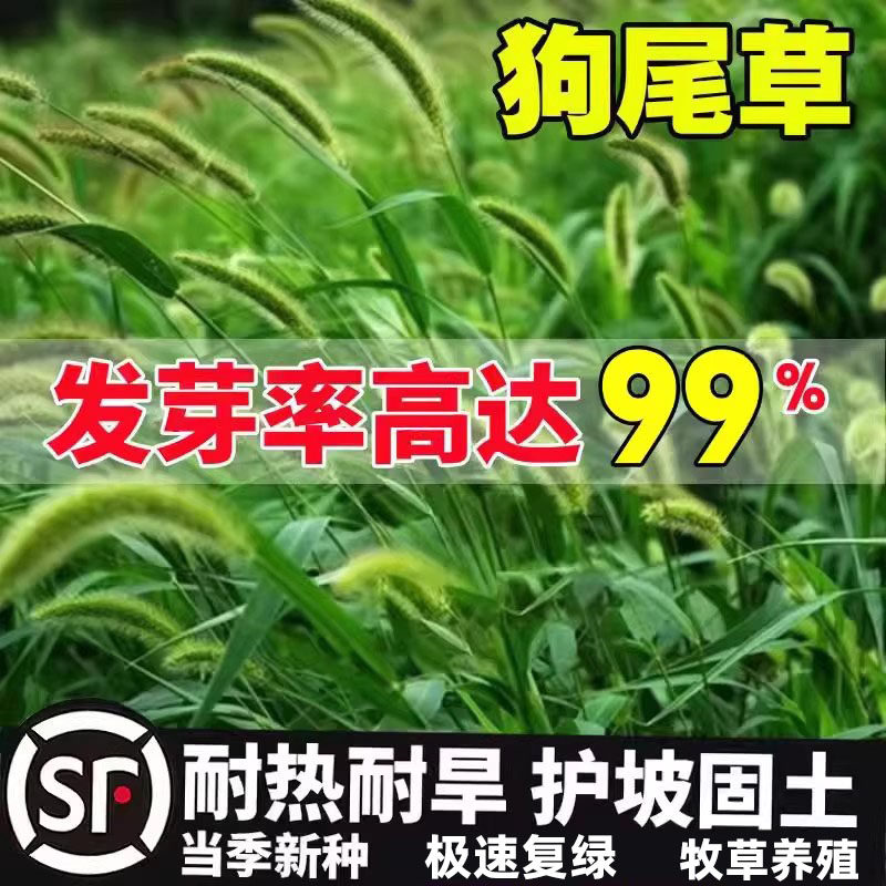 狗尾巴草籽矿山复绿野草种子四季播种耐旱绿化观赏草坪护坡牧草种