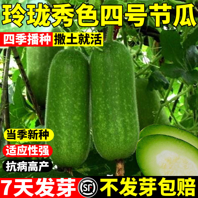 玲珑秀四号节瓜种籽早春小冬瓜种子迷你水果冬瓜四季种植易活蔬菜