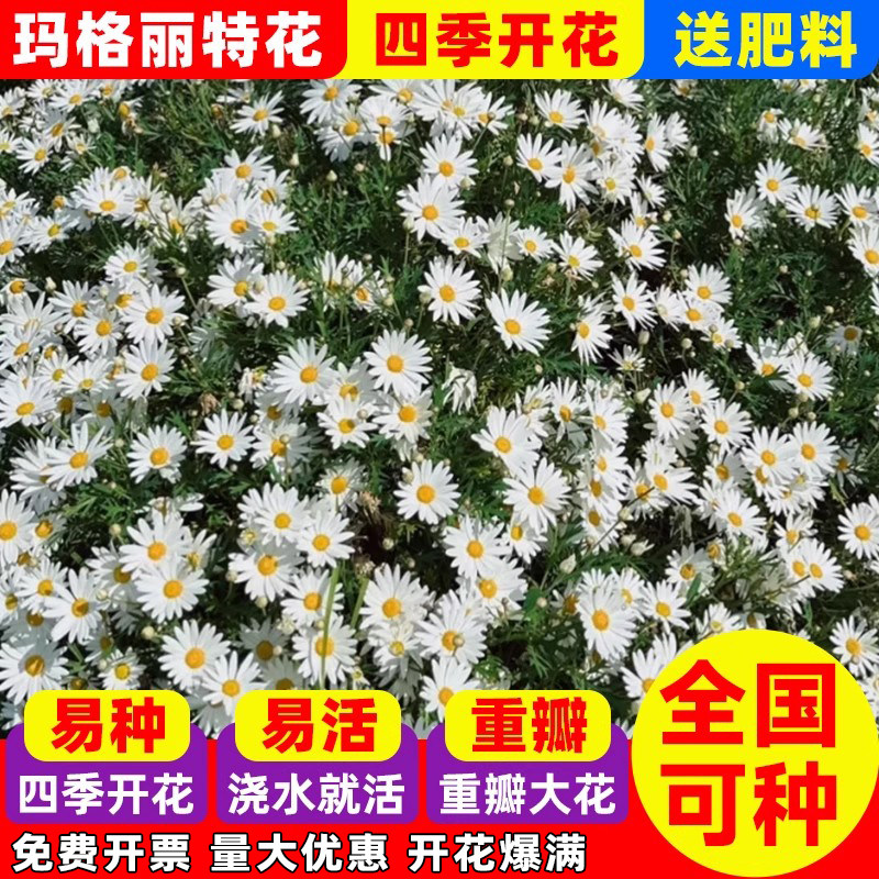 玛格丽特花种子庭院阳台盆栽花卉图片