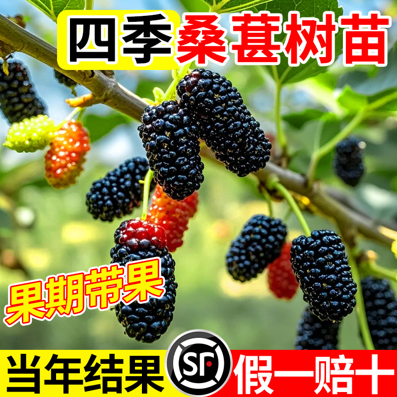四季桑葚树苗桑长果桑椹叶蓝莓树