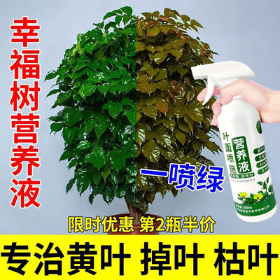 幸福树专用营养液黄叶干枝一喷绿平安树花肥料盆栽植物家用叶面肥