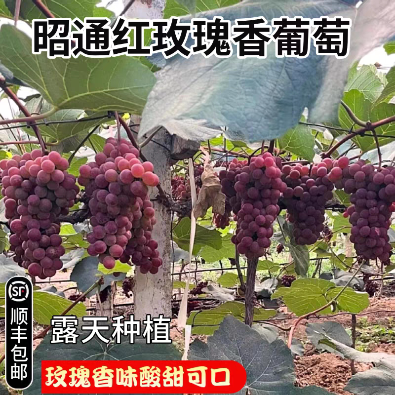 云南昭通红玫瑰香葡萄中国红玫瑰新鲜水果现摘露天种植酸甜小葡萄