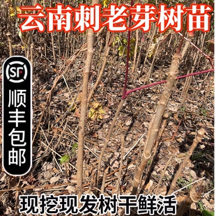 云南野生刺老苞树苗刺老芽刺椿刺龙芽刺嫩芽乌龙头刺老包野菜树苗