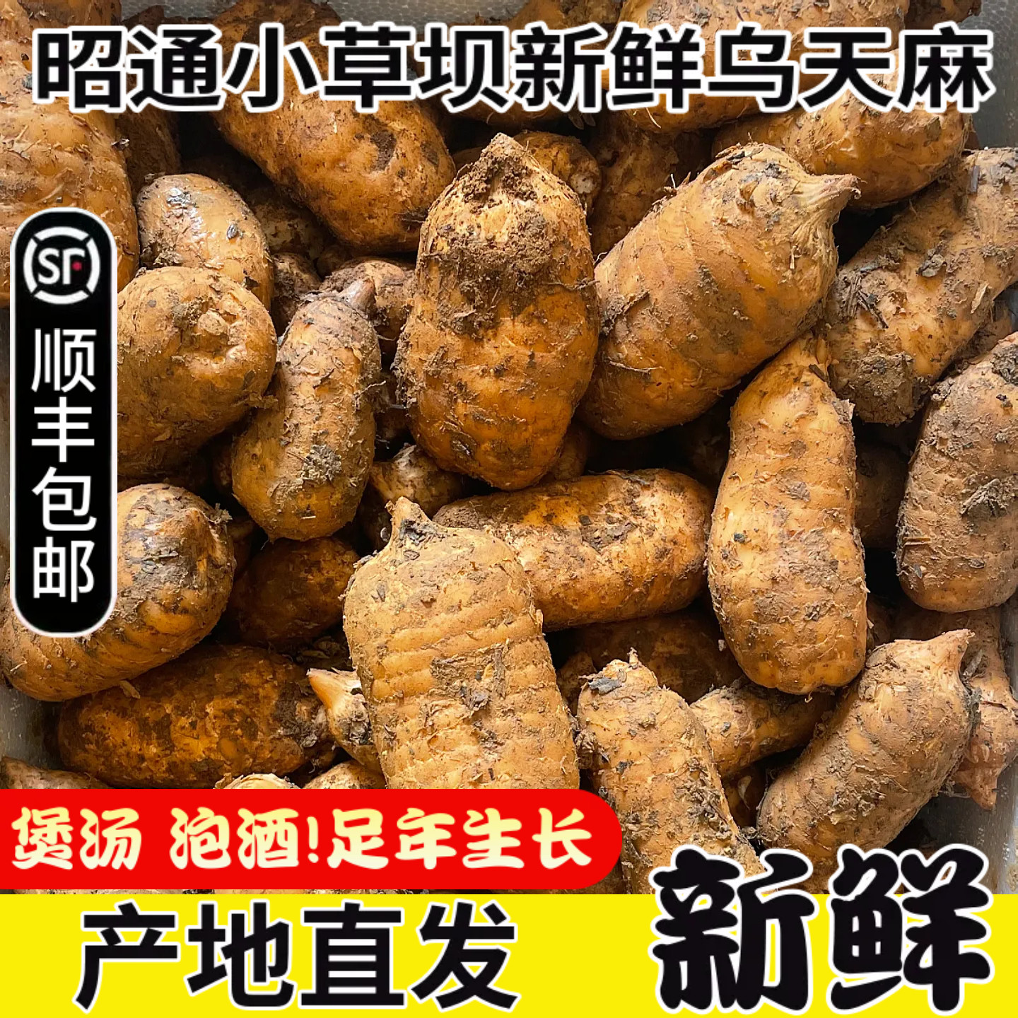 昭通小草坝鲜天麻现挖产地精选