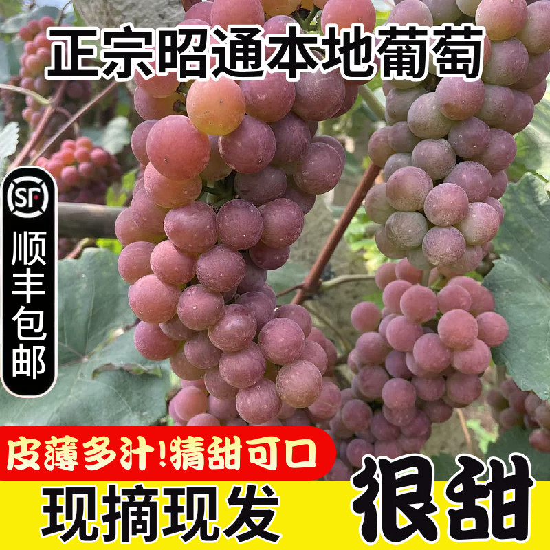 新鲜水果云南昭通红玫瑰葡萄高原葡萄/提子