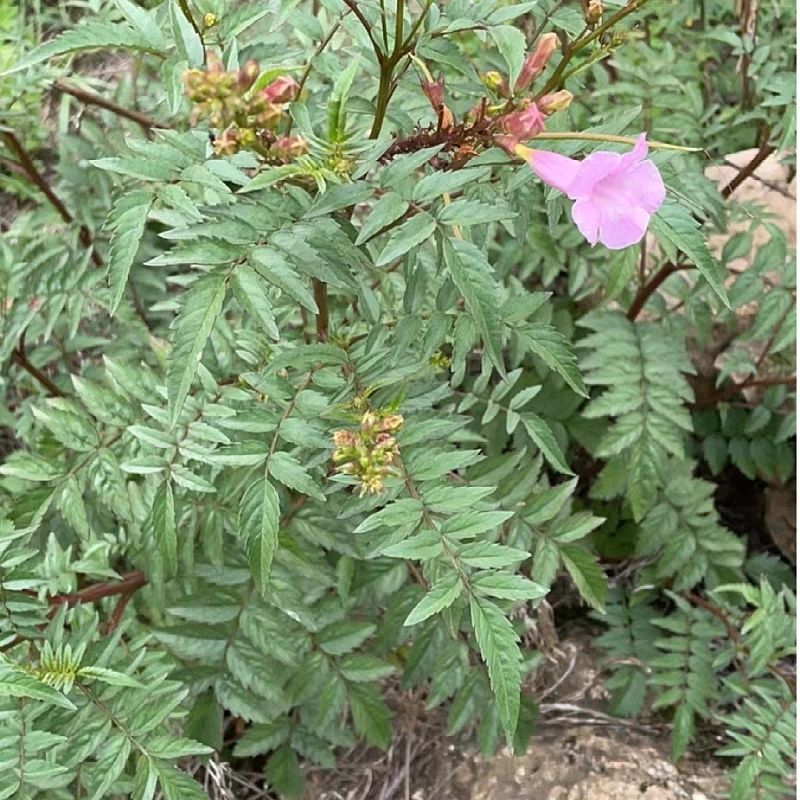 云南两头毛角蒿喇叭花蜜糖炮仗花中药材唢呐花马桶花羊胡子结石草