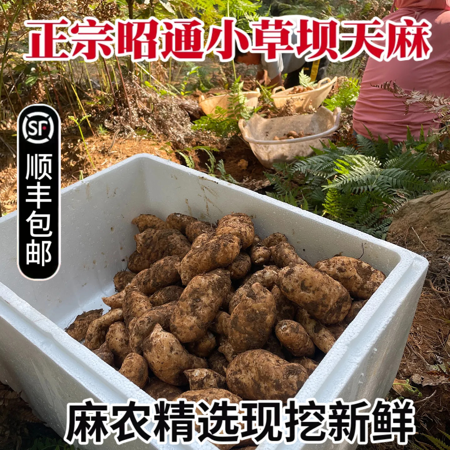 云南小草坝高山鲜天麻现挖煲汤