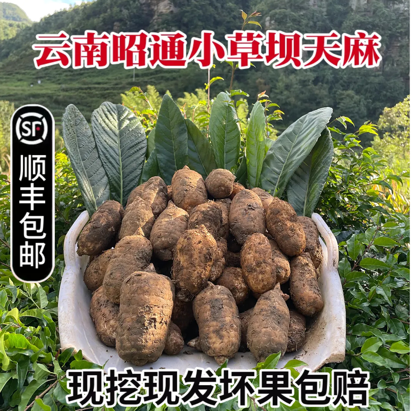 云南昭通新鲜天麻现挖现发农家自种高山乌天麻煲汤食材产地直发
