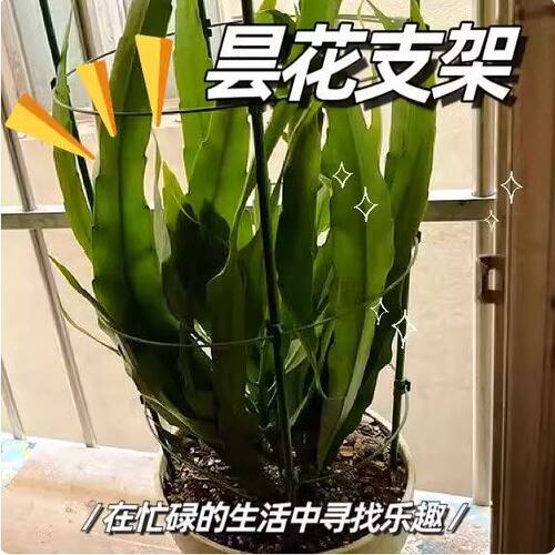 昙花专用多层可伸缩爬藤花架适配