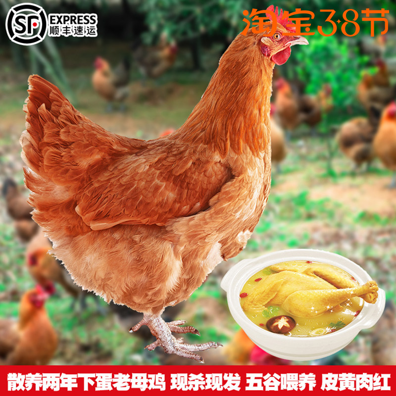 东北散养三年老母鸡草鸡农家散养活鸡笨鸡正宗现杀母鸡下蛋溜达鸡