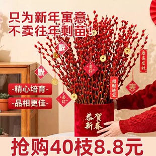 银柳真花鲜枝红色柳条年宵花卉植物室内插花装饰招财福运干花摆件
