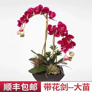 蝴蝶兰花苗带花剑带花苞盆栽兰花大苗客厅室内植物花卉四季 好养活