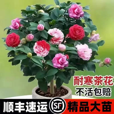 精品大苗五色赤丹带花苞包成活