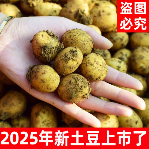 【2025年新货】农家自种老品种恩施黄心迷你新鲜小土豆洋芋马铃薯