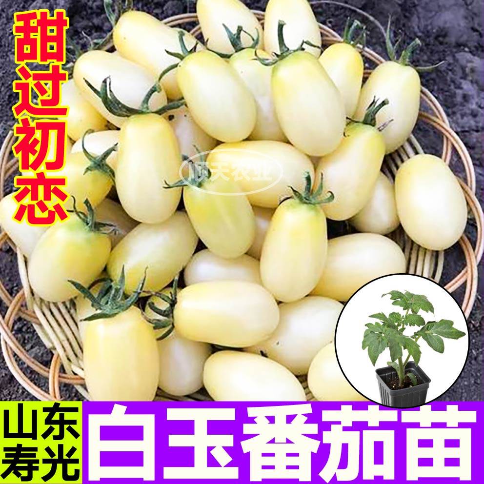 寿光超甜白玉番茄苗秧白妃白千禧圣女果黑玫瑰种子籽春秋庭院串收