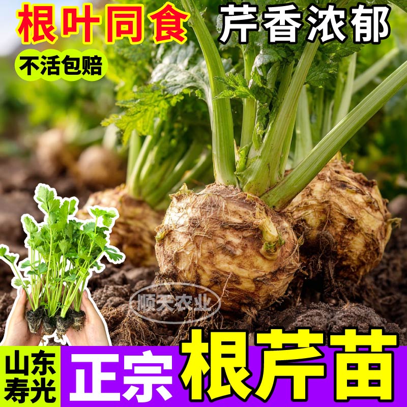正宗根芹苗秧味浓四季阳台盆栽耐寒易种蔬菜红芹西芹香芹种子寿光