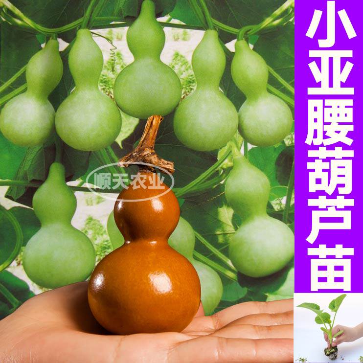 小亚腰葫芦苗秧带土球手捻大酒葫芦种子四季阳台盆栽春秋把玩观赏