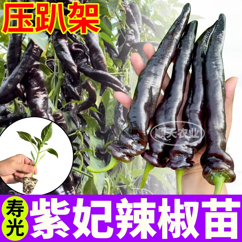紫妃辣椒苗秧香辣黑美人辣椒高产紫螺丝椒带土球四季阳台盆栽种子