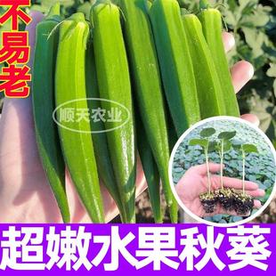 高产水果秋葵苗秧带土球不易老红绿水果秋葵种子四季 盆栽庭院种植