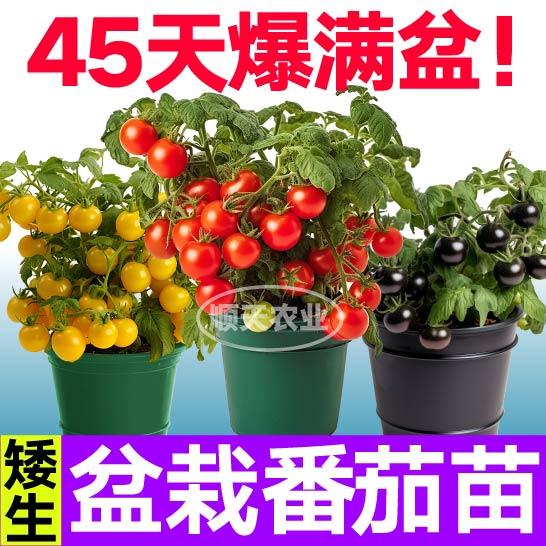 红黄黑矮生番茄秧苗爆满盆带土球春秋阳台高产圣女果种子寿光盆栽