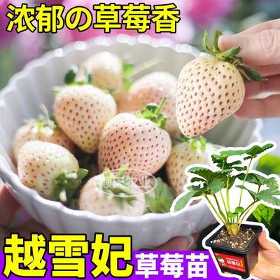 越雪妃草莓苗秧包对版浓郁草莓香四季阳台小院原土原盆盆栽草莓苗