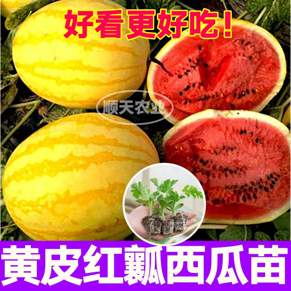 爆甜黄皮西瓜苗秧特大懒汉冰糖麒麟西瓜种子籽带土球盆栽四季高产