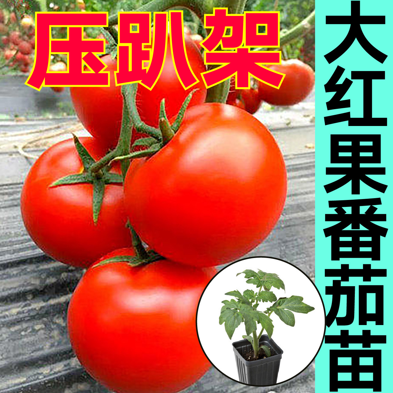 寿光压趴架大红石头硬果番茄苗秧带土球春秋大粉西红柿番茄种子籽