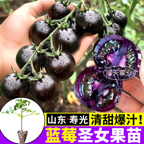 蓝莓番茄苗秧高产四季清甜爆汁黑玫瑰圣女果种子带土阳台盆栽寿光