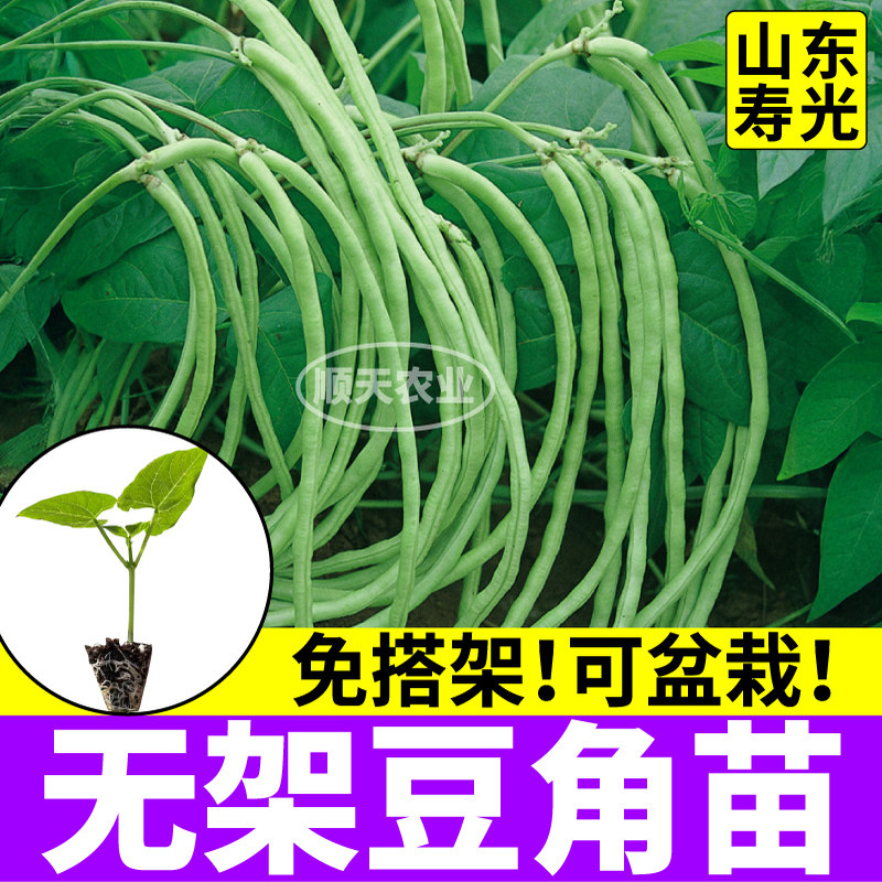 免搭架无架绿豆角苗秧四季高产红绿无架豆角种子阳台小院盆栽寿光
